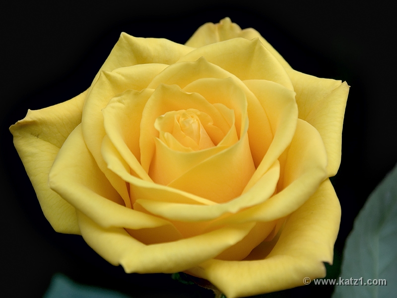 Yellow Roses 2